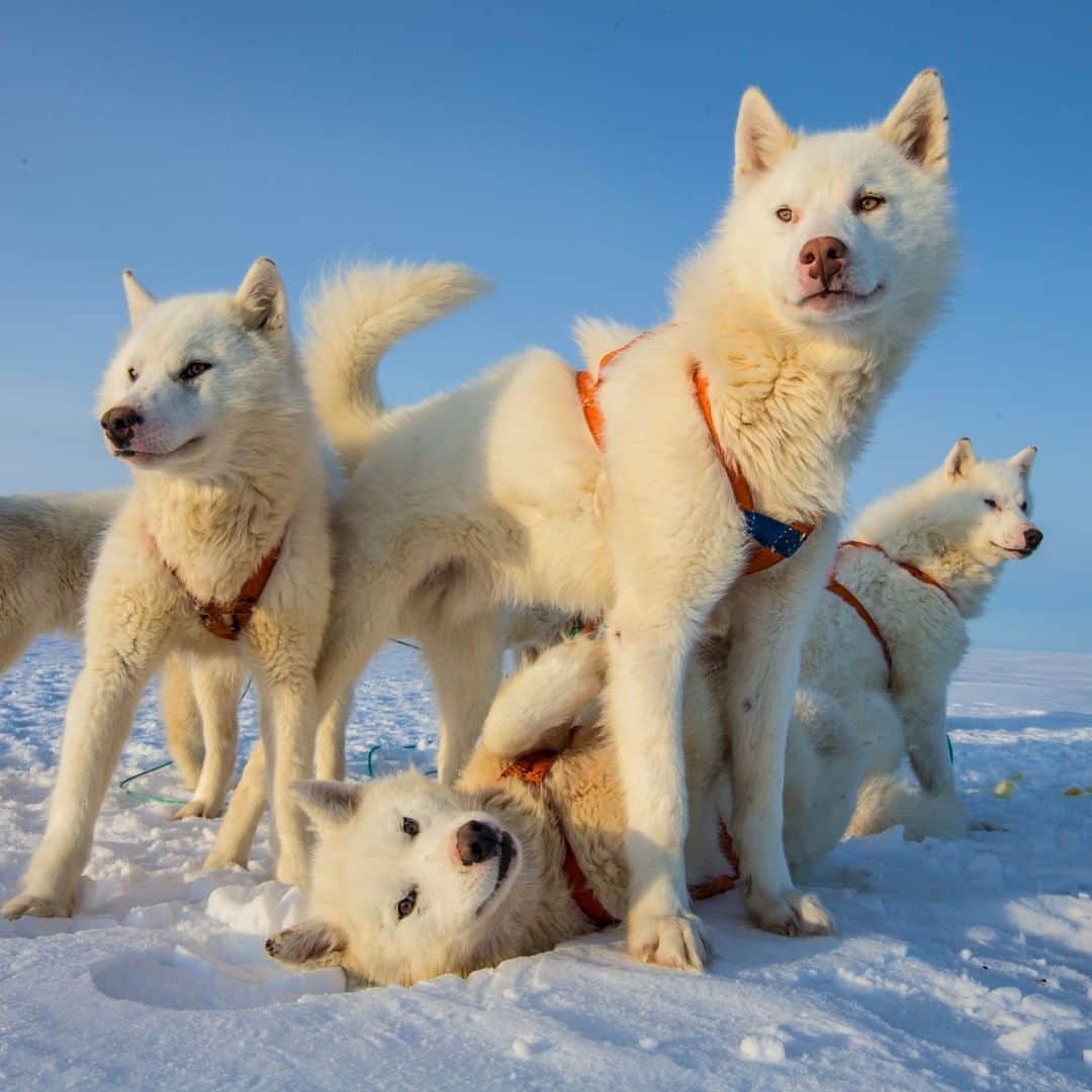 National Geographic Travelさんのインスタグラム写真 - (National Geographic TravelInstagram)「Photograph by @PaulNicklen | Greenland huskies get excited for a day of pulling a sled across the sea ice near Qaanaaq, Greenland. This photo was taken on assignment for @NatGeo with @CristinaMittermeier. Follow me, @PaulNicklen, for more stories and images from the field.」6月24日 4時02分 - natgeotravel