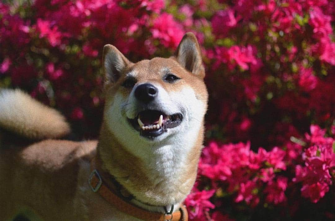 じぇっとさんのインスタグラム：「💕🌸💕🌸」