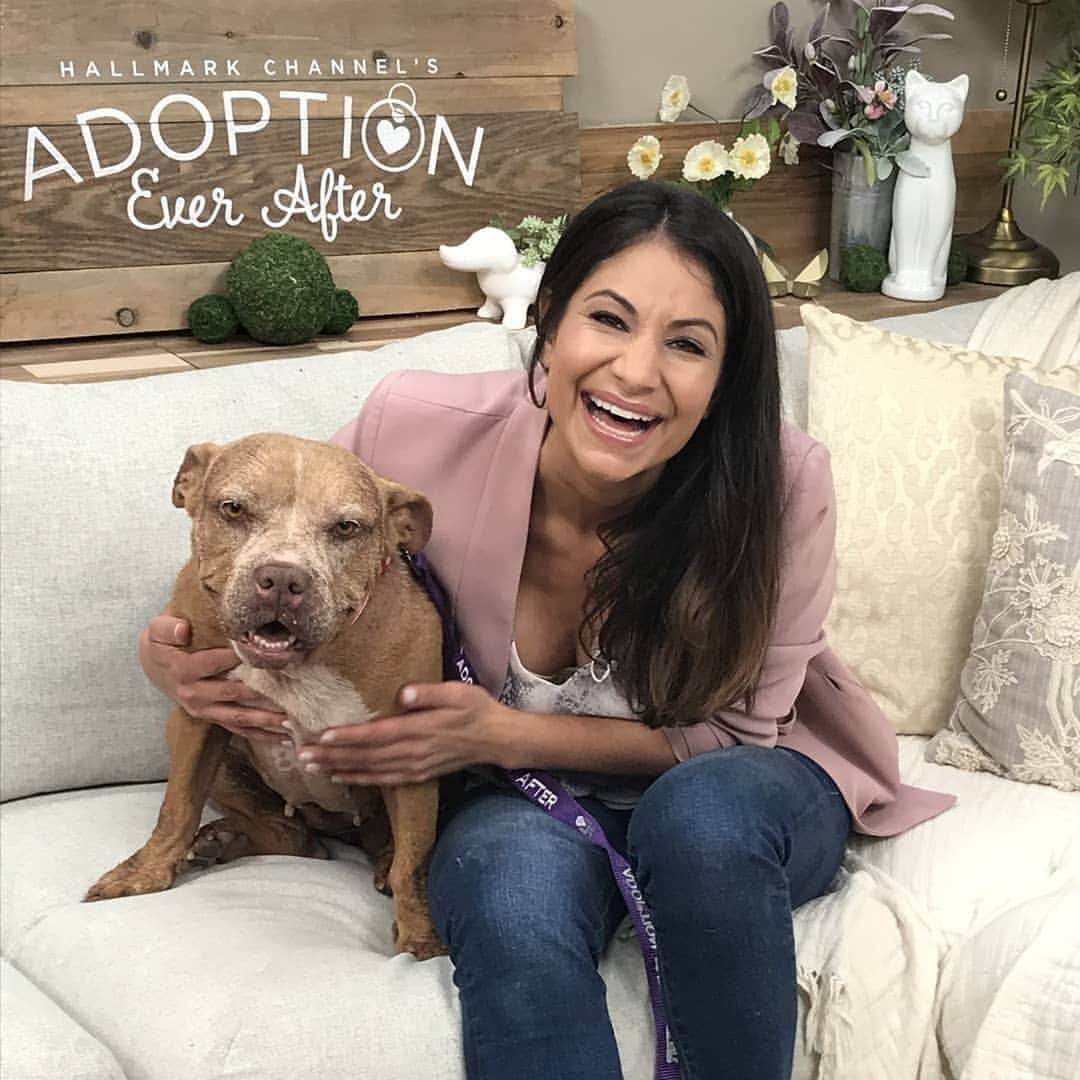 キャサリン・ハイグルさんのインスタグラム写真 - (キャサリン・ハイグルInstagram)「Minnie, an incredibly sweet @jasonheiglfoundation Staffie has been looking for a forever home for more than a year. Now she's taking her search to your TV screens! Tune in to tomorrow's episode of the @homeandfamilytv show on the Hallmark Channel (7:00am - 9:00am PST) to see what a friendly, loving dog she is. Minnie previously suffered from mange and because her coat has not fully returned, people often struggle to see past her looks to her heart of gold. So if you're in Southern California and looking for an amazing four-legged companion Minnie would be the perfect addition to your family. Watch tomorrow to see for yourself and visit www.jasonheigl.foundation/adopt/minnie to complete an adoption application or swipe up in my story.」6月24日 4時39分 - katherineheigl