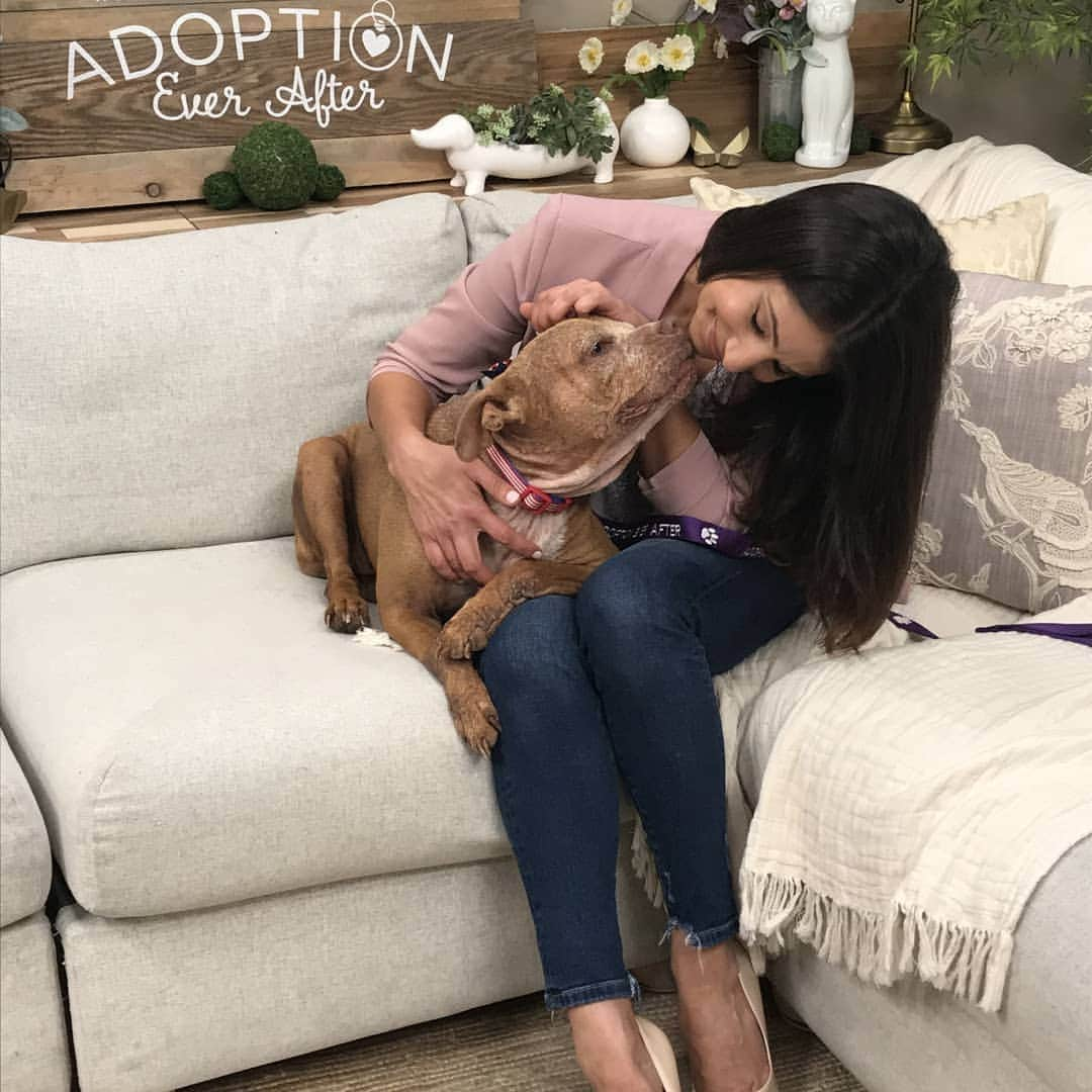 キャサリン・ハイグルさんのインスタグラム写真 - (キャサリン・ハイグルInstagram)「Minnie, an incredibly sweet @jasonheiglfoundation Staffie has been looking for a forever home for more than a year. Now she's taking her search to your TV screens! Tune in to tomorrow's episode of the @homeandfamilytv show on the Hallmark Channel (7:00am - 9:00am PST) to see what a friendly, loving dog she is. Minnie previously suffered from mange and because her coat has not fully returned, people often struggle to see past her looks to her heart of gold. So if you're in Southern California and looking for an amazing four-legged companion Minnie would be the perfect addition to your family. Watch tomorrow to see for yourself and visit www.jasonheigl.foundation/adopt/minnie to complete an adoption application or swipe up in my story.」6月24日 4時39分 - katherineheigl