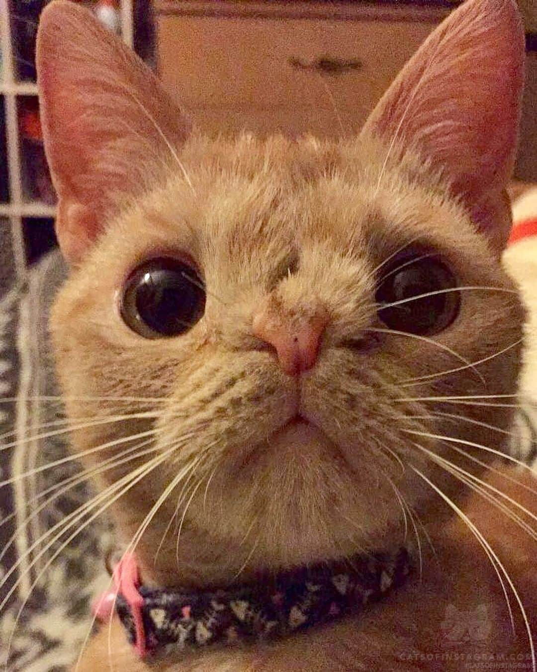 Cats of Instagramさんのインスタグラム写真 - (Cats of InstagramInstagram)「From @butternutthenuttymanx: “Oldie but goodie. 😻” #catsofinstagram」6月24日 4時44分 - cats_of_instagram