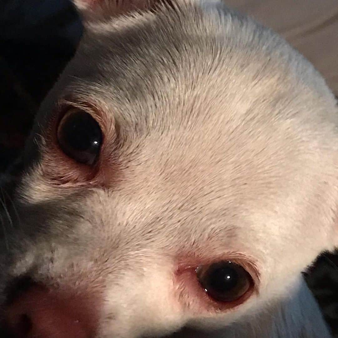 マーガレット・チョーさんのインスタグラム写真 - (マーガレット・チョーInstagram)「Lucia! #chihuahua #rescuedog #dogsofinstagram」6月24日 5時00分 - margaret_cho