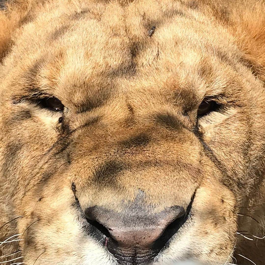 Black Jaguar-White Tiger さんのインスタグラム写真 - (Black Jaguar-White Tiger Instagram)「Mario is known to take the worst pics and videos, but look how perfect Sonny’s eyes are. Massive thanks to @drpuentecompean and obviously to @drmariomacias for the incredible surgery performed to our Galloping Horse. His eyelids are perfect... #BabySonnyBJWT #ThinkBlue #SaveLions」6月24日 4時58分 - blackjaguarwhitetiger