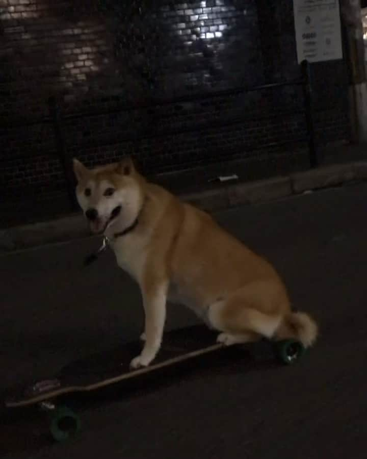 柴犬Mamesuke・Korosuke??大阪のインスタグラム