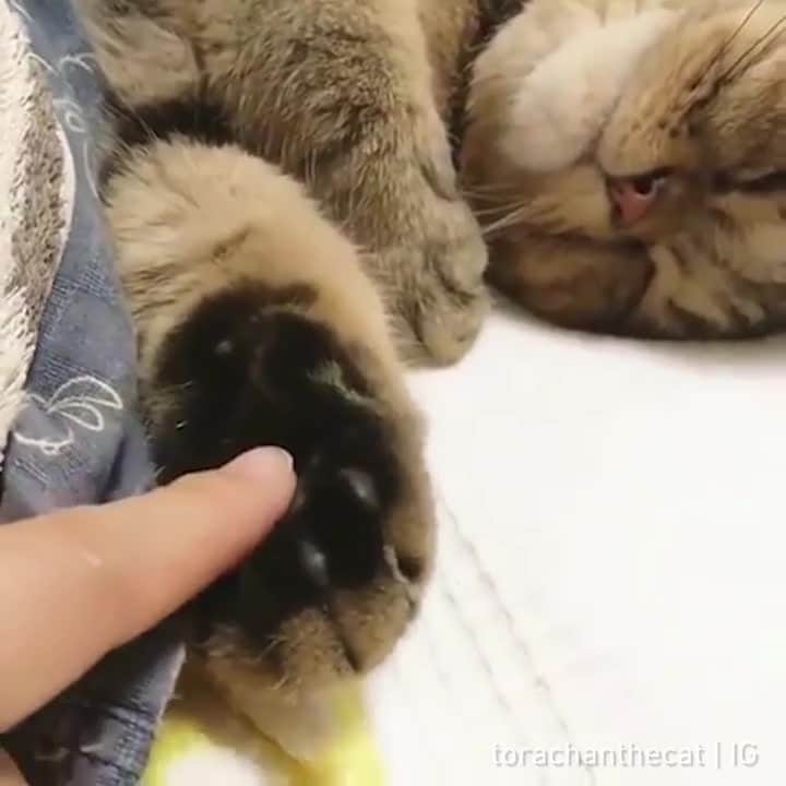 Aww Clubのインスタグラム