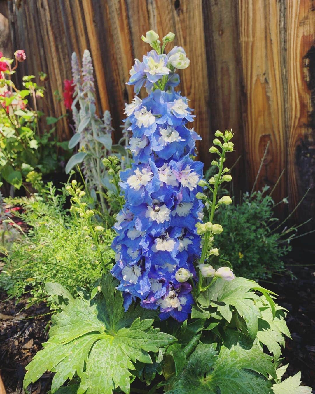 OLIVIAのインスタグラム：「This one (first pic) is my favorite guy right now. #delphinium #delphiniumblue I’m in flower heaven. 🥰 #gardenflowers」