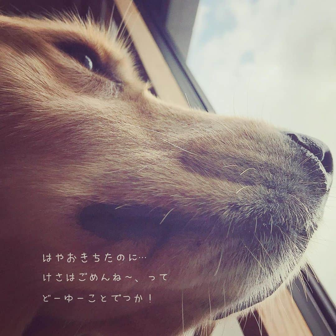 ikumiさんのインスタグラム写真 - (ikumiInstagram)「* * 6/24/2019☀️ . Good morning. New week start! . 今朝はなんだか身体が重くて… ベットに引き止められてしまったの〜😂 Viviごめんね 怒ってる〜。 今日は暑くならなさそうだから あとで行こう🐾 . 今週もよろしくね。 * * #goldenretriever#golden#retriever#instadog#犬バカ部#ふわもこ部#大型犬のいる暮らし#ぴーすっ子#2019年6月#そんな朝もあるよね」6月24日 6時46分 - ikumi.betty_jupiter