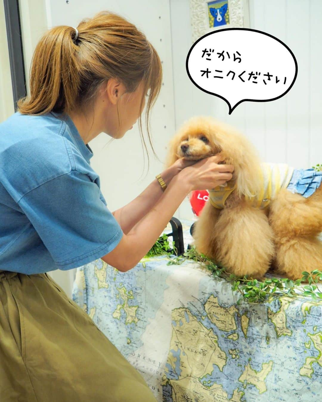 Toypoodle Mikuru?Asakusa Tokyoさんのインスタグラム写真 - (Toypoodle Mikuru?Asakusa TokyoInstagram)「20190622 Saturday. In マロニエゲート銀座 as know as de wan. . みくるん卒業式以来の銀座asさん💖 2ヶ月半ぶりです👏🏻 また来れるようになってよかったね🥺 という事でお久しぶりのお仕事みくるんです☺️ . ❶ NクールASスマイルPK みくるはイエローゲット ❷-❻ みくるの独り言劇場 大好きスタッフkさんと😂 ❼ ブルーも爽やかでいいね💕 ❽ お仕事動画 . スタッフの皆様にもご心配をおかけしておりました😭 元気なみくるの姿を見て喜んでくれました☺️ ありがとうございました🙏🏻 . #asknowasdewanマロニエゲート #第17期ppモデル #第17期ppgirl」6月24日 7時26分 - purapura299