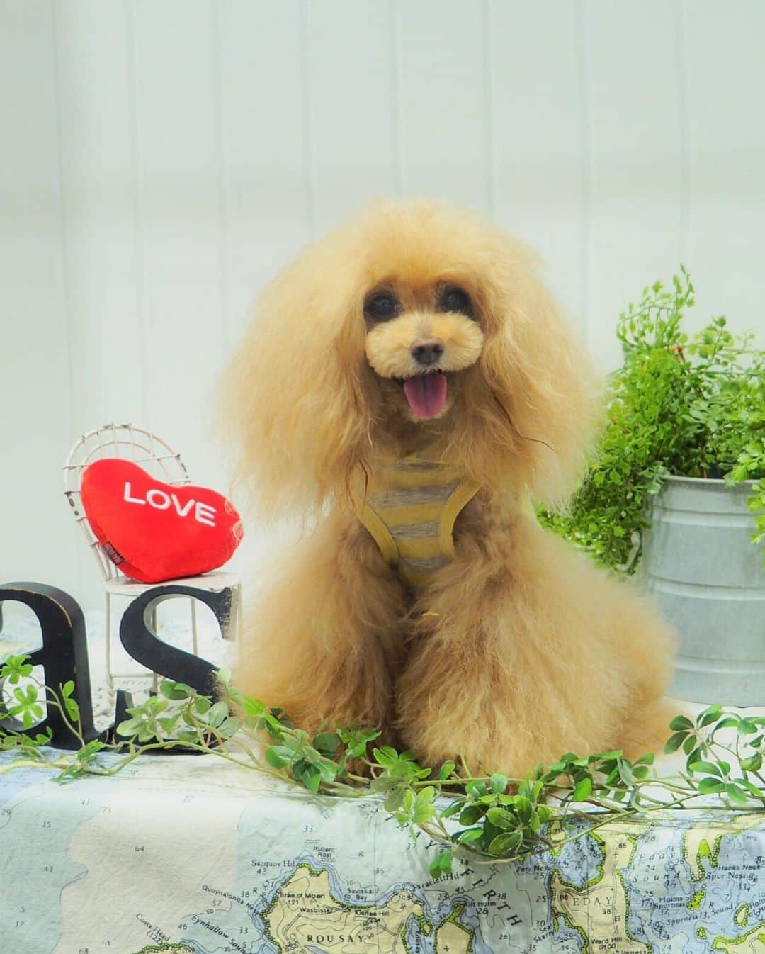 Toypoodle Mikuru?Asakusa Tokyoのインスタグラム：「20190622 Saturday. In マロニエゲート銀座 as know as de wan. . みくるん卒業式以来の銀座asさん💖 2ヶ月半ぶりです👏🏻 また来れるようになってよかったね🥺 という事でお久しぶりのお仕事みくるんです☺️ . ❶ NクールASスマイルPK みくるはイエローゲット ❷-❻ みくるの独り言劇場 大好きスタッフkさんと😂 ❼ ブルーも爽やかでいいね💕 ❽ お仕事動画 . スタッフの皆様にもご心配をおかけしておりました😭 元気なみくるの姿を見て喜んでくれました☺️ ありがとうございました🙏🏻 . #asknowasdewanマロニエゲート #第17期ppモデル #第17期ppgirl」