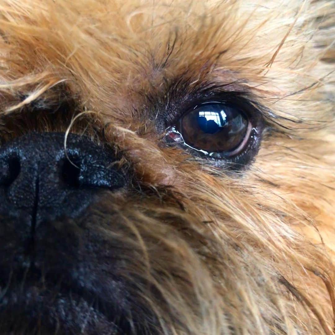 Digby & Aloのインスタグラム：「What I wake up to when it’s past breakfast time already.」