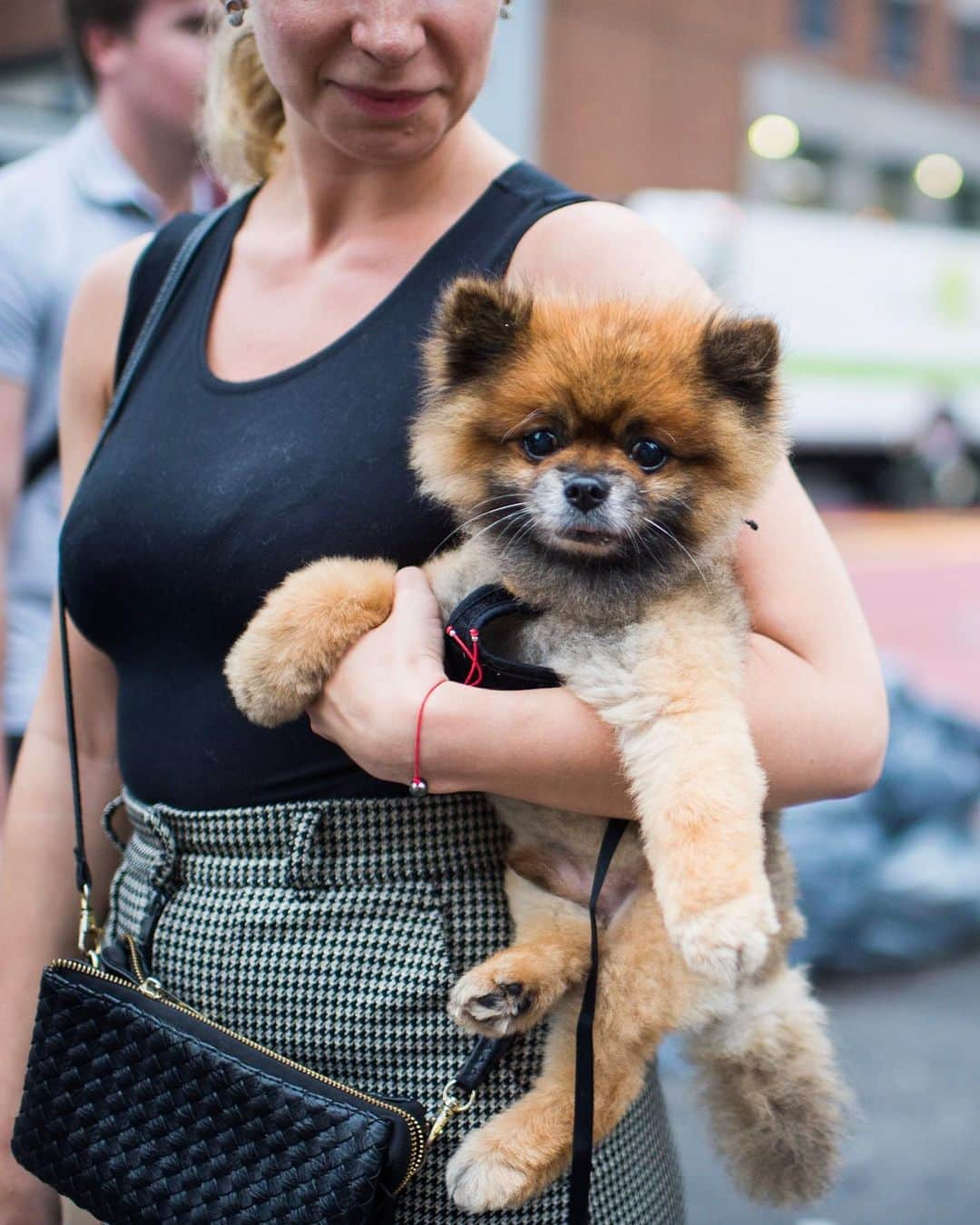 The Dogistさんのインスタグラム写真 - (The DogistInstagram)「Little Bear, Pomeranian (13 y/o), 14th & 3rd Ave., New York, NY • “He lost his little brother, Panda, who was also 13. He’s a little depressed. He doesn’t want to be left alone. They had an Instagram...but Panda. I deleted it. I couldn’t.”」6月24日 7時34分 - thedogist