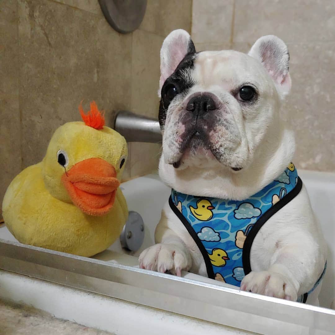 Manny The Frenchieのインスタグラム：「Aren't I suppose to be naked in here?! And you know this is a plushie duck not a rubber one, right?! 😒 @frenchie_bulldog」