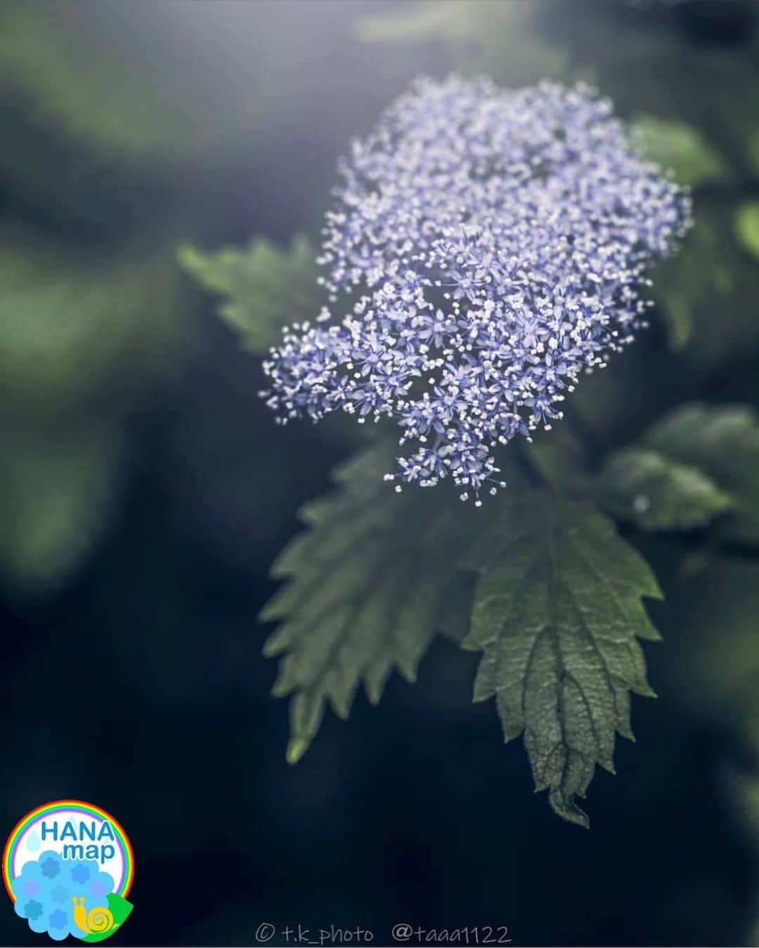 はなまっぷ❁日本の花風景さんのインスタグラム写真 - (はなまっぷ❁日本の花風景Instagram)「💠☔️はなまっぷの紫陽花まつり☔️💠 * @taaa1122 さんの 紫陽花に花まるを💮 * 梅雨を彩る素敵な紫陽花をありがとうございます😊💠 * 💠コアジサイの花言葉💠 忍耐強い愛 * ☔️•••💠•••🌈•••🐸•••🌈•••💠•••☔️ * 💠紫陽花まつり概要💠 * 期間:〜6/30頃まで * タグ:#はなまっぷ イベント用タグはありません * #はなまっぷ  のタグの中から、紫陽花のお写真をどんどんご紹介させていただきます。期間中はランダムに、複数枚投稿でもご紹介させていただく場合がございます。 * #紫陽花#アジサイ#あじさい#日本#梅雨#花 * ☔️•••💠•••🌈•••🐌•••🌈•••💠•••☔️ *」6月24日 8時03分 - hanamap