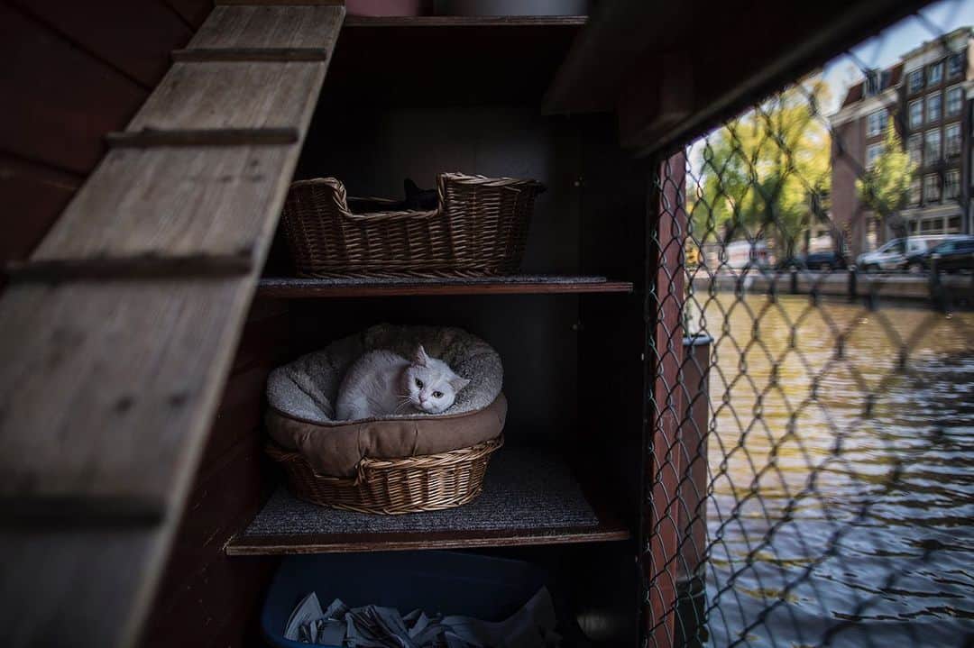 のインスタグラム：「Photo by @mmuheisen | A 4-year-old female cat rests in a basket on the deck of the Catboat shelter in Amsterdam. #Amsterdam #Cat #Netherlands」