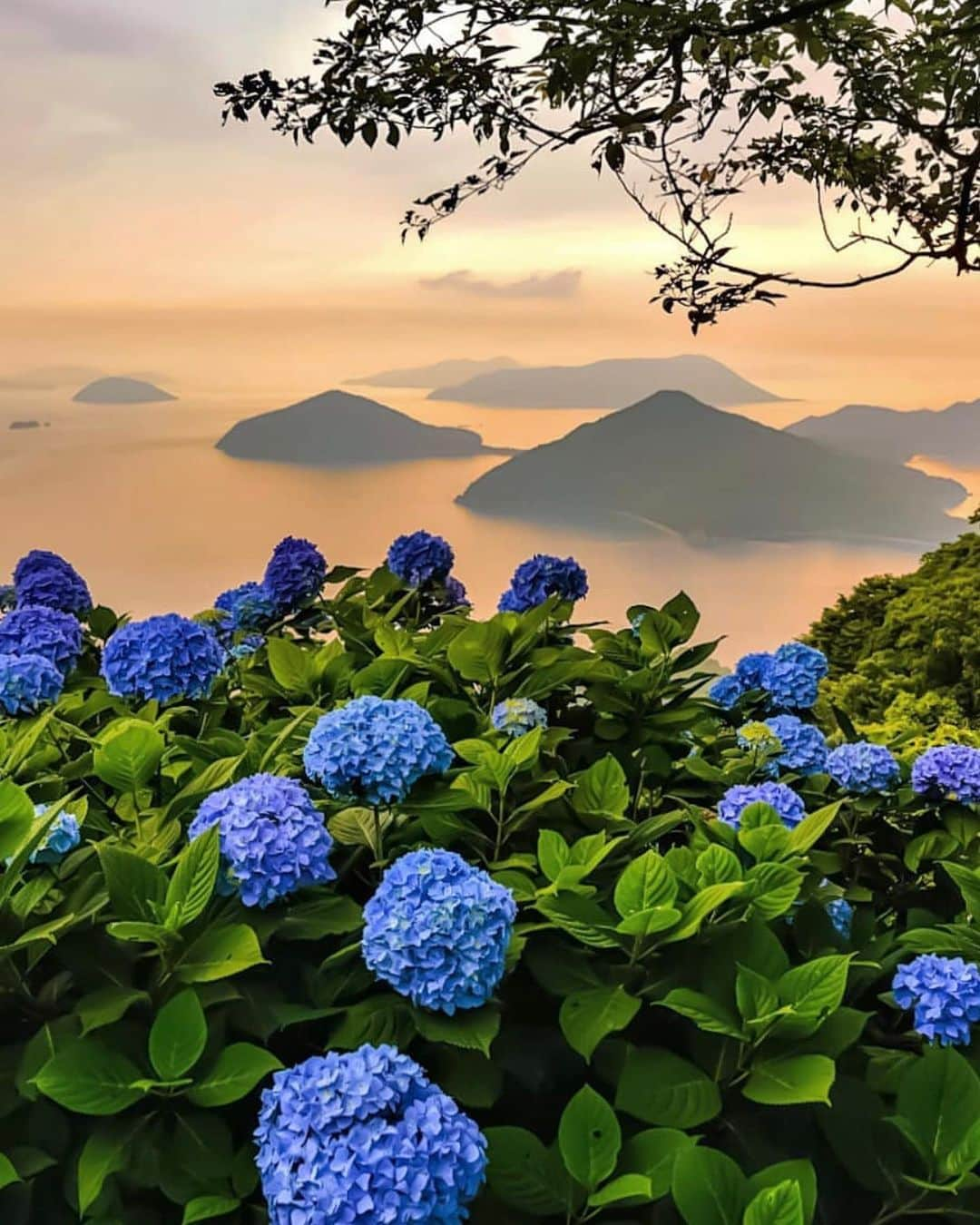 はなまっぷ❁日本の花風景さんのインスタグラム写真 - (はなまっぷ❁日本の花風景Instagram)「💠☔️はなまっぷの紫陽花まつり☔️💠 * @akira_1972_ さんの 紫陽花に花まるを💮 * 梅雨を彩る素敵な紫陽花をありがとうございます😊💠 * ①愛媛  #新宮あじさいの里 ②香川  #紫雲出山 * 💠アジサイの花言葉💠 家族団らん、仲良し * ☔️•••💠•••🌈•••🐸•••🌈•••💠•••☔️ * 💠紫陽花まつり概要💠 * 期間:〜6/30頃まで * タグ:#はなまっぷ イベント用タグはありません * #はなまっぷ  のタグの中から、紫陽花のお写真をどんどんご紹介させていただきます。期間中はランダムに、複数枚投稿でもご紹介させていただく場合がございます。 * #紫陽花#アジサイ#あじさい#日本#梅雨#花 * ☔️•••💠•••🌈•••🐌•••🌈•••💠•••☔️ *」6月24日 8時10分 - hanamap