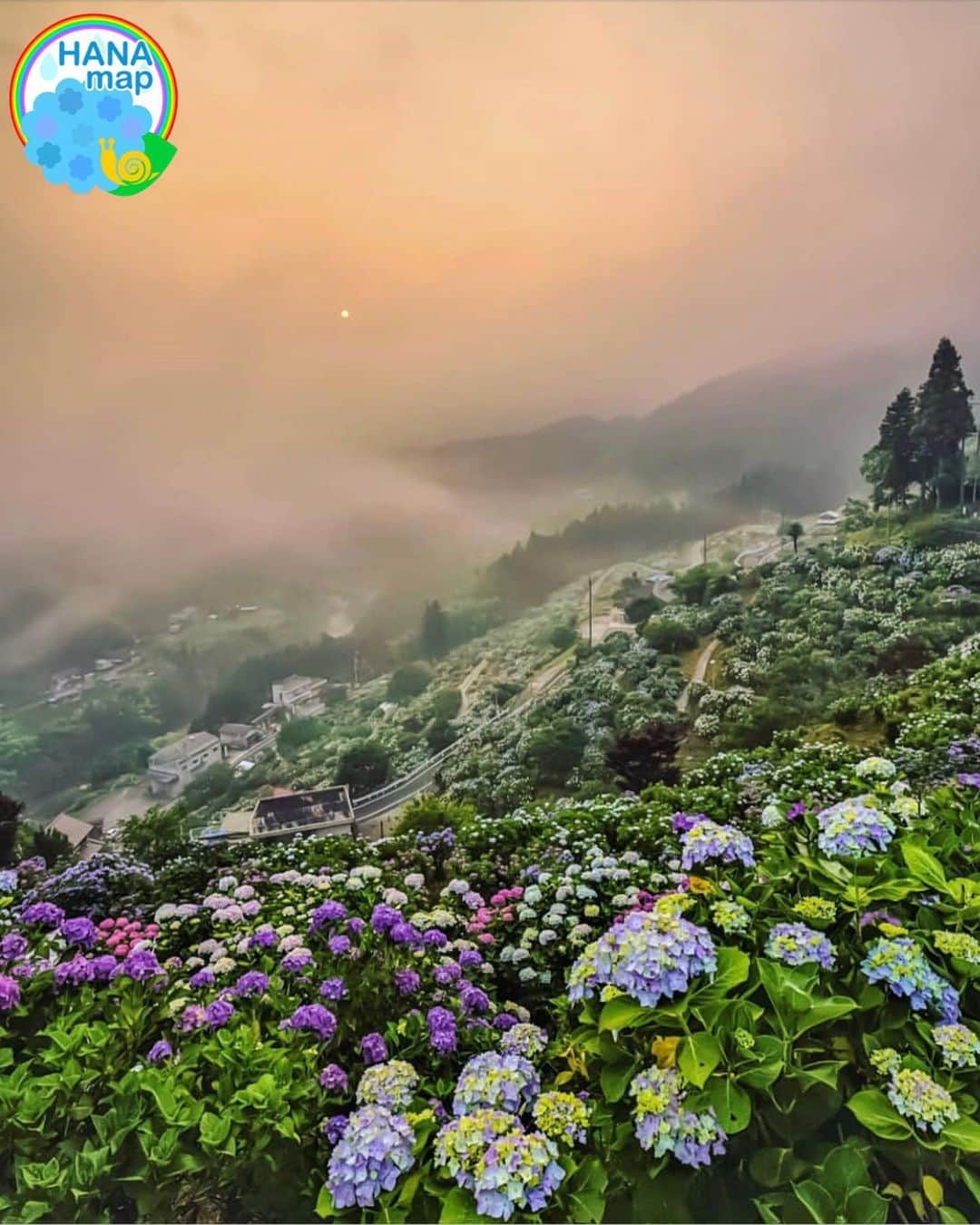 はなまっぷ❁日本の花風景さんのインスタグラム写真 - (はなまっぷ❁日本の花風景Instagram)「💠☔️はなまっぷの紫陽花まつり☔️💠 * @akira_1972_ さんの 紫陽花に花まるを💮 * 梅雨を彩る素敵な紫陽花をありがとうございます😊💠 * ①愛媛  #新宮あじさいの里 ②香川  #紫雲出山 * 💠アジサイの花言葉💠 家族団らん、仲良し * ☔️•••💠•••🌈•••🐸•••🌈•••💠•••☔️ * 💠紫陽花まつり概要💠 * 期間:〜6/30頃まで * タグ:#はなまっぷ イベント用タグはありません * #はなまっぷ  のタグの中から、紫陽花のお写真をどんどんご紹介させていただきます。期間中はランダムに、複数枚投稿でもご紹介させていただく場合がございます。 * #紫陽花#アジサイ#あじさい#日本#梅雨#花 * ☔️•••💠•••🌈•••🐌•••🌈•••💠•••☔️ *」6月24日 8時10分 - hanamap