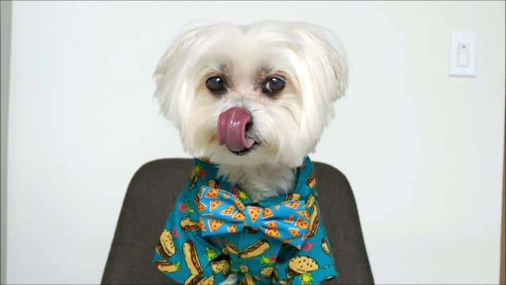 Toby LittleDudeのインスタグラム：「Yeah, I'm into fitness. Fitness all this food in my mouth.」