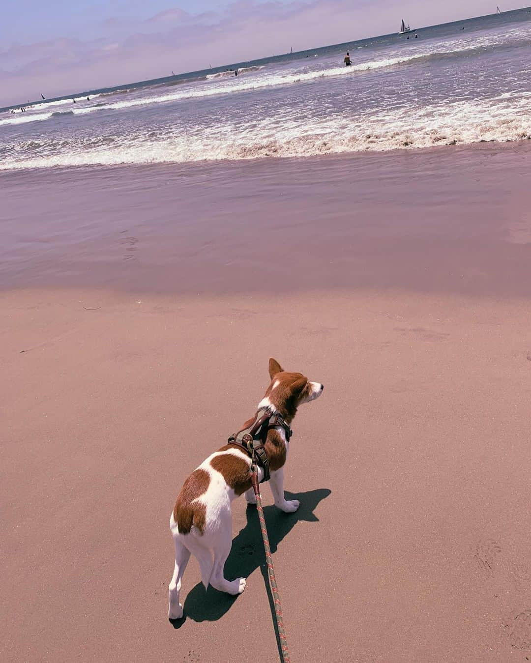 ローラさんのインスタグラム写真 - (ローラInstagram)「あきちゃん、きょうははじめての海に行ったよ〜。 まだまだ人間が怖いみたいだけど、少しずつ慣れてきたかな😁🐶 Today is Aki's first time at the beach! He's still scared of strangers, but he is slowly getting used to people I think😁」6月24日 9時28分 - rolaofficial