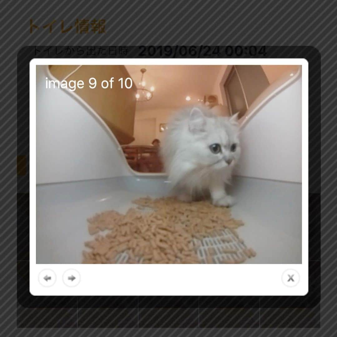 兄弟猫と私と夫の2トムのまいにちさんのインスタグラム写真 - (兄弟猫と私と夫の2トムのまいにちInstagram)「The new toilet will record their weight and number of toilets in the app﻿ おしっこ回数計測トイレ﻿ トレッタレポート﻿ ﻿ 豆男はおしっこ2回﻿ ふぅちゃんは偵察3回﻿ ﻿ ※最後の写真は早朝のふぅたん﻿ ※砂の在庫がなくなり、すこししかない、明日届く ﻿ ﻿ ●体重計測がいまいち正確にかける﻿ ●顔認識は間違えないように学習した﻿ ●外出先からこれをみると萌え﻿ ●屋根付きがあればいいのに﻿ ﻿ 質問に答え﻿ ●洗えます﻿ ●正規の砂を推奨されてますが市販の"森のねこトイレ"の崩れないほうのヒノキのチップを使ってます﻿  #トレッタ #toletta ﻿ #cat#catsofinstagram#catstagram#catstagram_japan#instacat#cutecat#bestcats#catoftheday#meow#bestmeow#TheDailyKitten#ねこ#ネコ#猫#ふわもこ部#pecoねこ部#pecocats#ペルシャ猫#チンチラ#チンチラゴールデン#チンチラシルバー#ペルシャ#ふぅ豆#みぃ豆」6月24日 9時53分 - maamiff