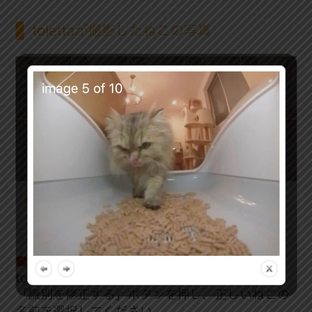 兄弟猫と私と夫の2トムのまいにちさんのインスタグラム写真 - (兄弟猫と私と夫の2トムのまいにちInstagram)「The new toilet will record their weight and number of toilets in the app﻿ おしっこ回数計測トイレ﻿ トレッタレポート﻿ ﻿ 豆男はおしっこ2回﻿ ふぅちゃんは偵察3回﻿ ﻿ ※最後の写真は早朝のふぅたん﻿ ※砂の在庫がなくなり、すこししかない、明日届く ﻿ ﻿ ●体重計測がいまいち正確にかける﻿ ●顔認識は間違えないように学習した﻿ ●外出先からこれをみると萌え﻿ ●屋根付きがあればいいのに﻿ ﻿ 質問に答え﻿ ●洗えます﻿ ●正規の砂を推奨されてますが市販の"森のねこトイレ"の崩れないほうのヒノキのチップを使ってます﻿  #トレッタ #toletta ﻿ #cat#catsofinstagram#catstagram#catstagram_japan#instacat#cutecat#bestcats#catoftheday#meow#bestmeow#TheDailyKitten#ねこ#ネコ#猫#ふわもこ部#pecoねこ部#pecocats#ペルシャ猫#チンチラ#チンチラゴールデン#チンチラシルバー#ペルシャ#ふぅ豆#みぃ豆」6月24日 9時53分 - maamiff