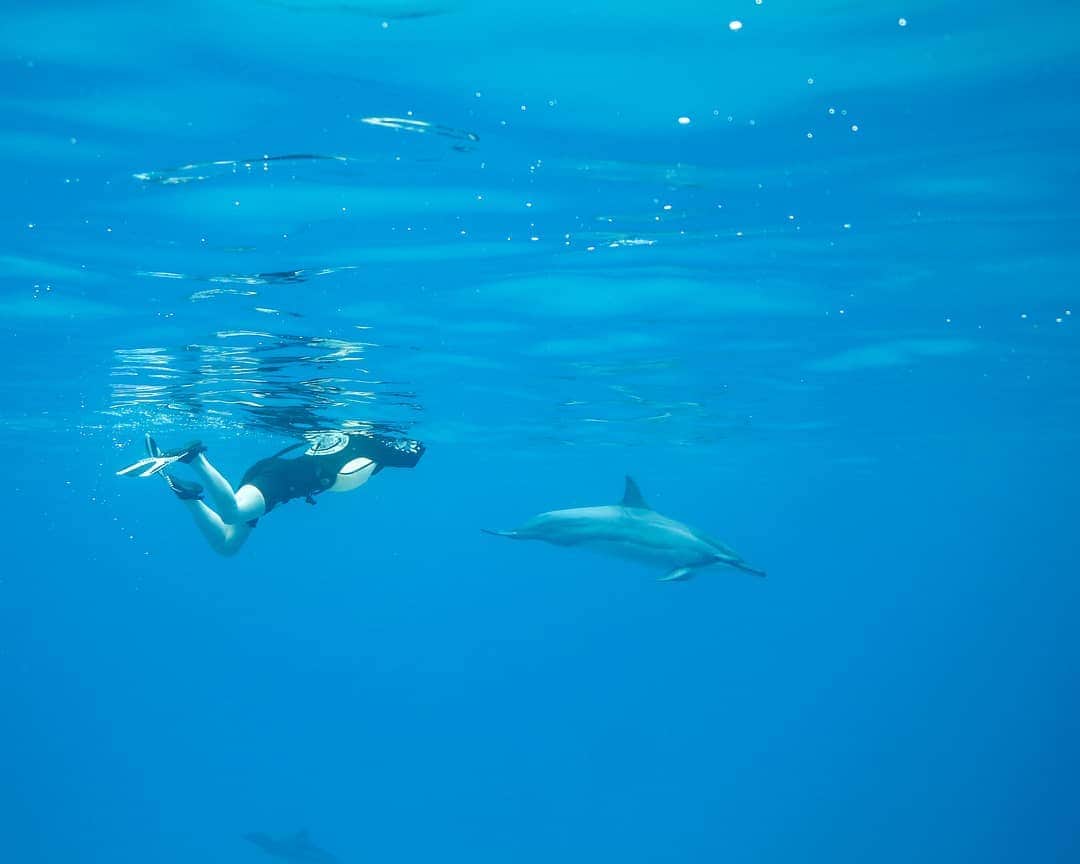 And Youさんのインスタグラム写真 - (And YouInstagram)「Forming bonds with wild animals is a surreal experience. . . . . . . . . . . . . . . . #hawaiivacation #hawaii #oahu #oahutours #unrealhawaii #dolphins #swimwithdolphins」6月24日 9時47分 - dolphinsandyou
