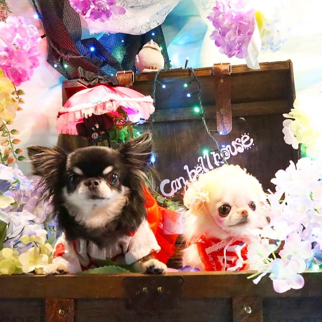 kayoのインスタグラム：「* * お久しぶり ぱぁちゃんと😆💗💗 * * めろめろ💟ぱぁる * * #相変わらず可愛いすぎ #ぱぁちゃん * #chihuahua#chihuahualove#dogstgram#dog#instadog#チワワ#チワワ大好き * *」