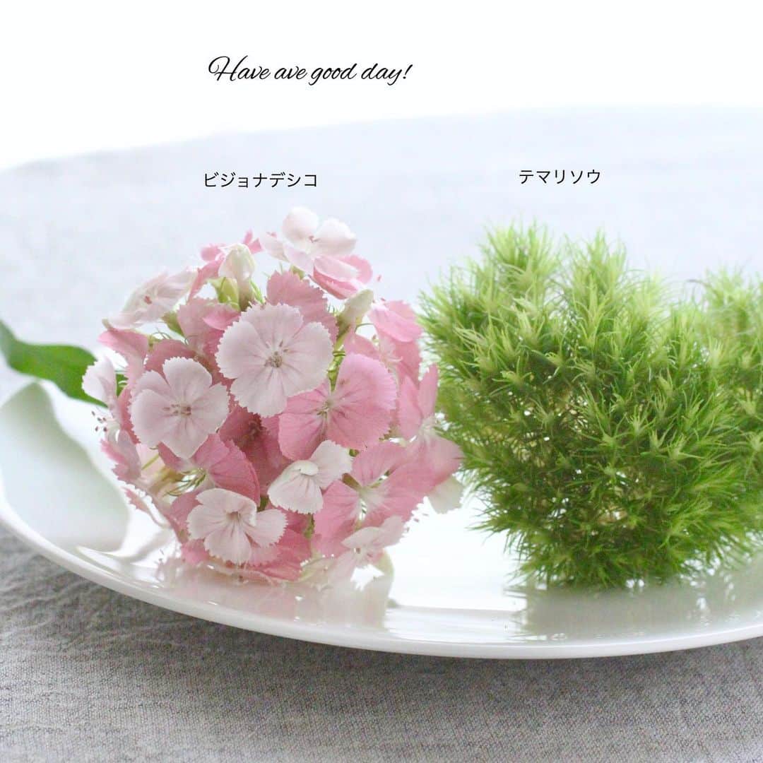 雑誌『花時間』さんのインスタグラム写真 - (雑誌『花時間』Instagram)「おはようございます。いきなりですが、このふたつの花は「親子」だって、知っていましたか？  手毬みたいなビジョナデシコ（美女撫子）と緑のボサボサ君、テマリソウ（手毬草）。まるで違う見かけですが😅、2枚めのpicを見て。ビジョナデシコの花裏にその証拠が…。美女さまの花を咲かせないように改良したのが、テマリソウ。母と息子？  ビジョナデシコはアメリカナデシコやヒゲナデシコとも呼ばれますが、やっぱりビジョナデシコがぴったりですね💖  では、今週も元気smile😊😊😊で頑張りましょう！  先ほどの揺れには、びっくりしました…。皆さま、ご注意くださいね。追伸 今朝、慌てて投稿したら、欧文が変なことになっていました…😭😭😭 今更気づく私。by ピーターパン  #hana #flower #flowers #flowerslovers #flowerstagram #pinkflowers #花時間 #花時間2019 #花好き #花藝 #花好きな人と繋がりたい #花が好きな人と繋がりたい #花のある生活 #花のある暮らし #かわいい花 #ダイアンサス #ナデシコ #Dianthus  #テマリソウ #美女撫子#アメリカナデシコ #ピンクの花が好き #初夏の花#花を飾る #botanicallife  #花屋さんへ行こう」6月24日 9時51分 - hanajikan_magazine