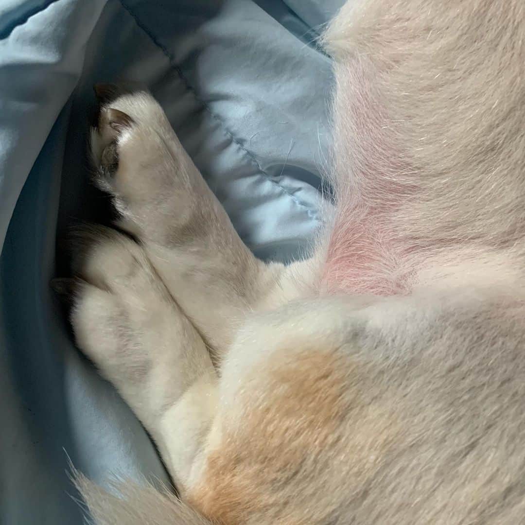 橋本志穂さんのインスタグラム写真 - (橋本志穂Instagram)「犬、特にコーギーあるある❓ この短いけど棒みたいな ちょっと長く見えるこの部分 好きっ❣️ いつまでも眺めていられる この寝姿。 可愛くて キュッキュッとかチュッチュするのに起きない図太さがまた好きっ❣️ #コーギー #corgi #短足 #脚フェチ」6月24日 10時13分 - shihohashimoto3