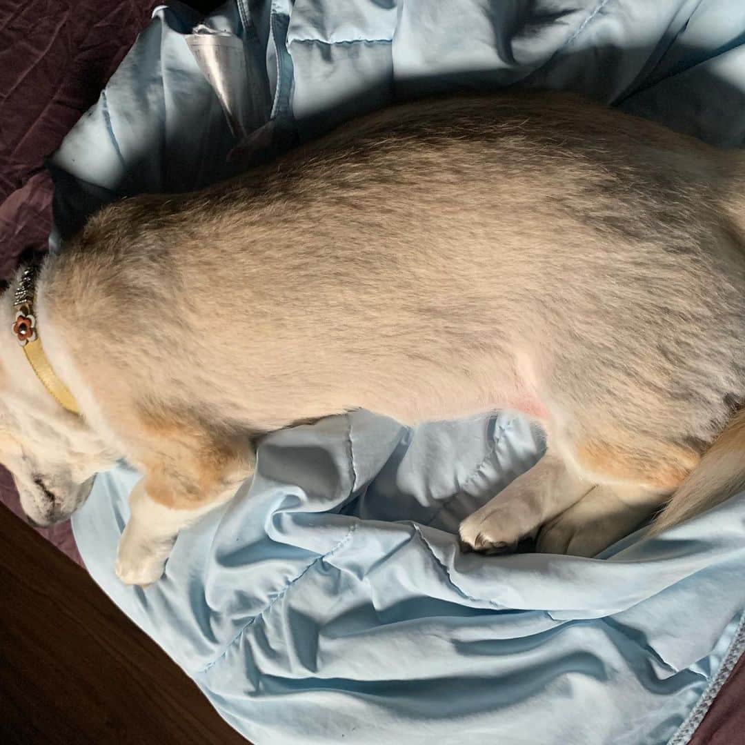 橋本志穂さんのインスタグラム写真 - (橋本志穂Instagram)「犬、特にコーギーあるある❓ この短いけど棒みたいな ちょっと長く見えるこの部分 好きっ❣️ いつまでも眺めていられる この寝姿。 可愛くて キュッキュッとかチュッチュするのに起きない図太さがまた好きっ❣️ #コーギー #corgi #短足 #脚フェチ」6月24日 10時13分 - shihohashimoto3
