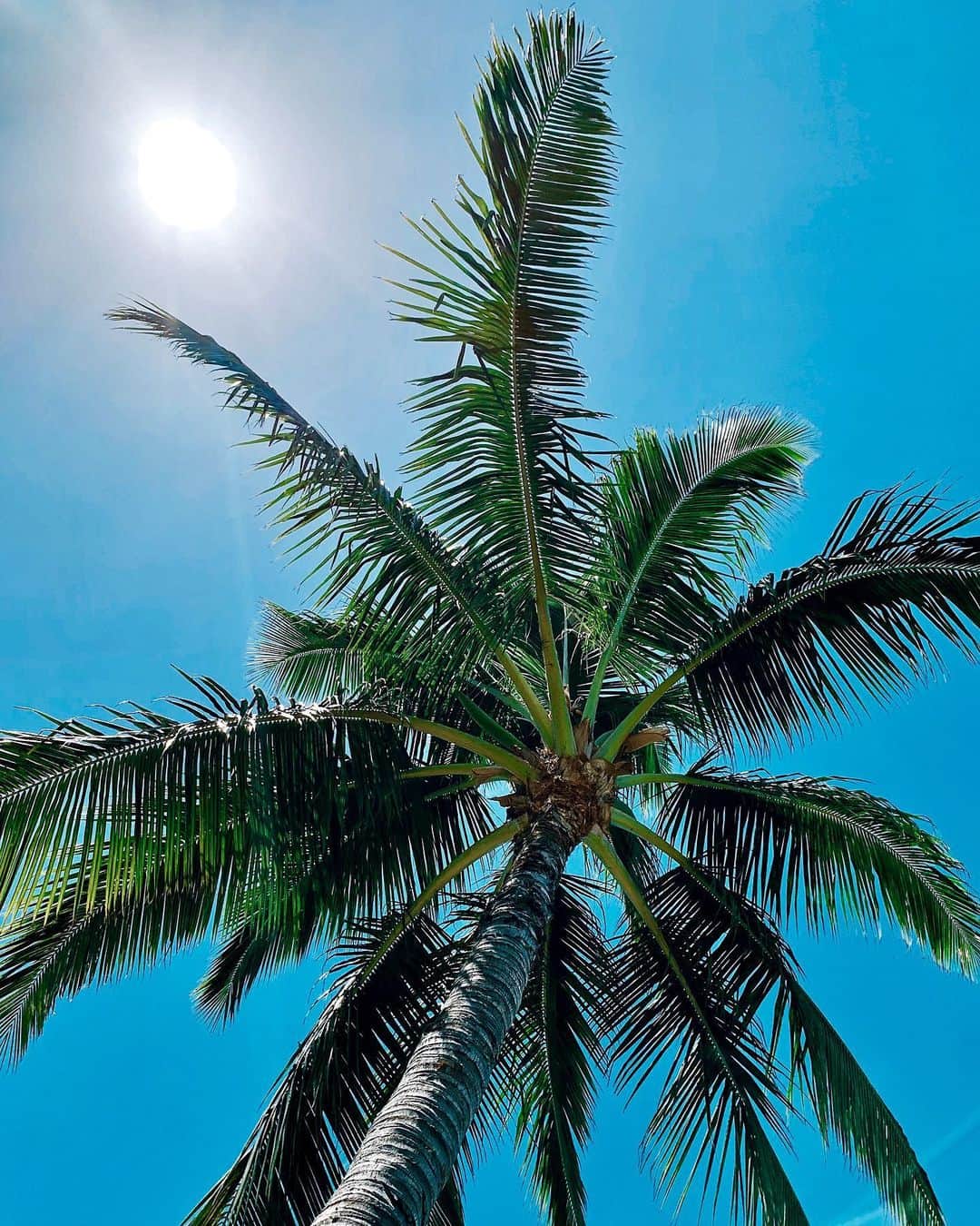 来夏さんのインスタグラム写真 - (来夏Instagram)「#🌴 SUNNY SUNDAY🌞 #lahaina #maui #hawaii #palmtree #sunday」6月24日 10時16分 - rairairaika