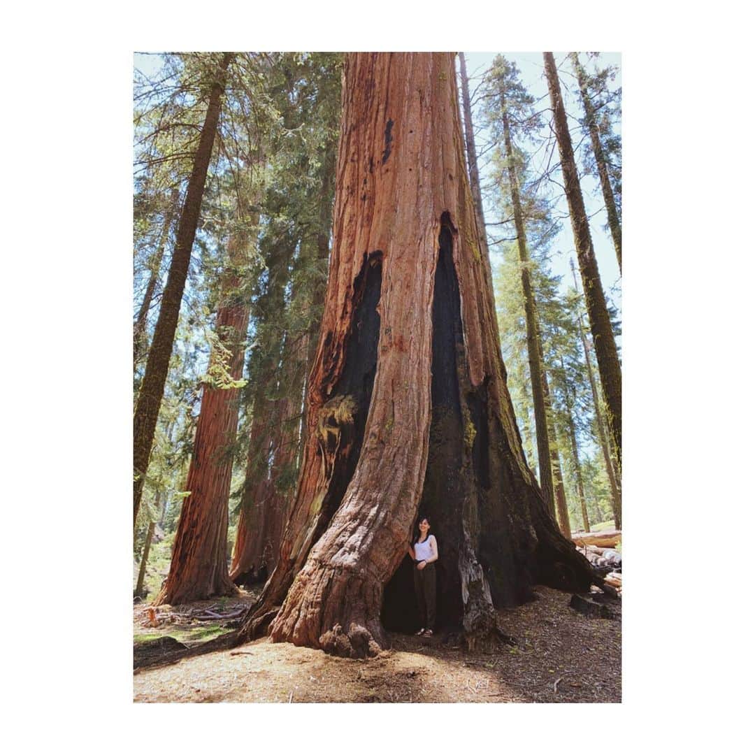 中井ノエミのインスタグラム：「🍄🍄🍄 . . . #minime #treehouse #sequoia #forest #newhouse #photography #nature #wanderlust #tree #travelphotography #nationalpark」