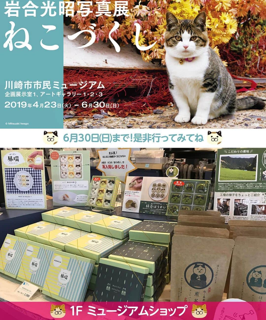 ねこさんのインスタグラム写真 - (ねこInstagram)「川崎市市民ミュージアムで開催中の岩合光昭さん写真展「ねこづくし」📸❣️残すところあと 1週間となりました…😢✨ 見応えたっぷり、そして写真1枚1枚に添えられている岩合さんのコメントにも心がほっこりするよ☺️🖖🏻✨まだ行ってないよ🥺という方は是非❣️足を運んでみてください💨 そして1Fのミュージアムショップでは、ほうずいや、ねこ茶商印のお茶(煎茶、ほうじ茶)も引き続き販売されています😀❤️これ以外にもたくさんのねこ雑貨やお土産が展開されていたョ♫ 写真展を見たあとに、ゆっくりお買い物楽しんでいただけたら、と思います😄👍🏼✨ 6月30日(日)までの開催です❗️ぜひっ😃💨 #neko_magazine #ねこ #猫 #ネコ #catstagram #cat #ねこマガジン #NEKONOBA #川崎市市民ミュージアム #岩合光昭 #ねこづくし #ねこ茶商 #ほうずい #鳳瑞」6月24日 10時25分 - neko_magazine