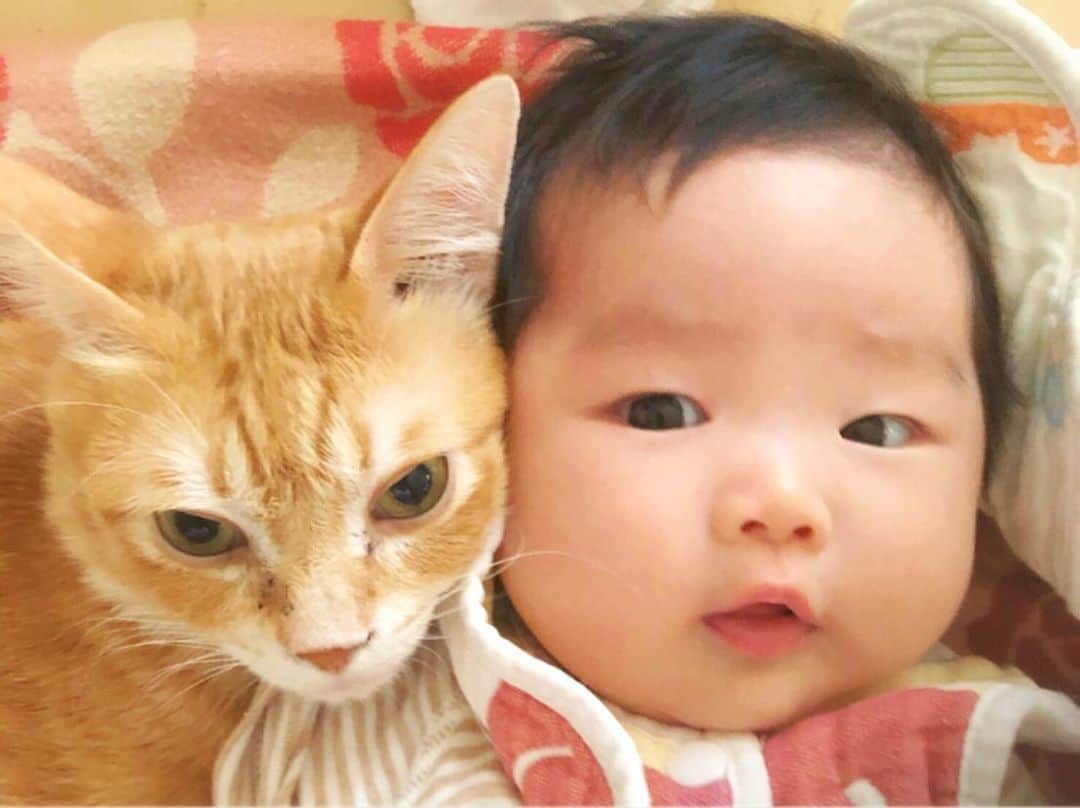 ねこさんのインスタグラム写真 - (ねこInstagram)「ハンゾウは赤ちゃんが大好き❣️❣️ 殴られてもめげない❣️❣️😂😂👍🏼 #neko_magazine #ねこ #猫 #ネコ #catstagram #cat #ねこマガジン #NEKONOBA #赤ちゃんと猫 #猫と赤ちゃん」6月24日 11時00分 - neko_magazine