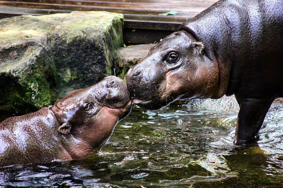 タロンガ動物園さんのインスタグラム写真 - (タロンガ動物園Instagram)「Happy Monday everyone!  Did you know that despite resembling pigs, and tapirs, hippos closest living relatives are actually whales and dolphins!  #ForTheWild」6月24日 11時03分 - tarongazoo