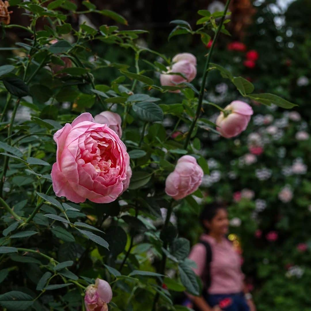 リー・シェンロンさんのインスタグラム写真 - (リー・シェンロンInstagram)「No better time to stop and smell the roses (literally!) than at @gardensbythebay’s Rose Romance floral showcase. I stopped by to see the beautiful blooms while on leave a fortnight ago.  The roses will be on display until 14 July, so there’s still time to head over before the school holidays end – or even after, if you prefer. 🌹 – LHL (Photos by me)」6月24日 11時05分 - leehsienloong