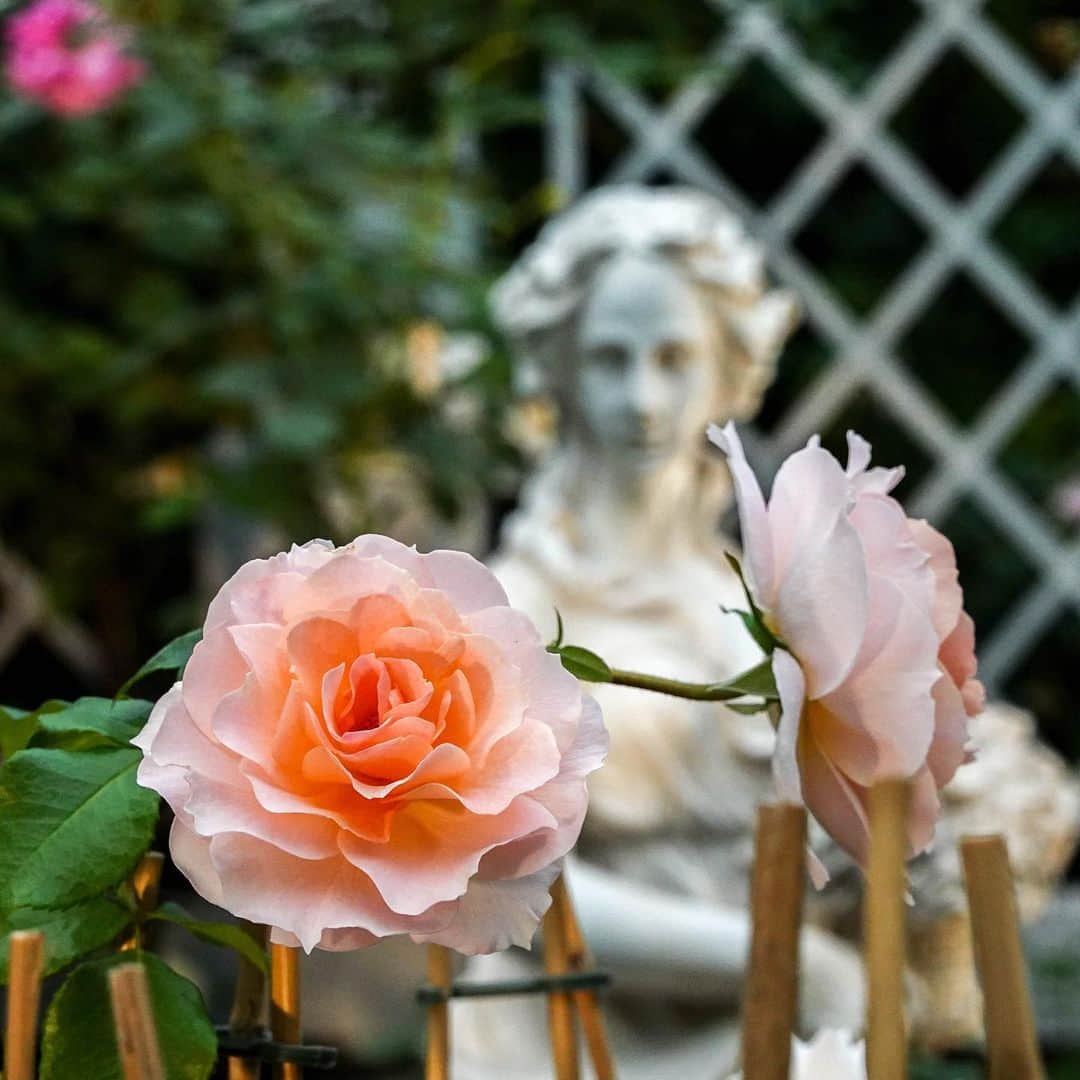 リー・シェンロンさんのインスタグラム写真 - (リー・シェンロンInstagram)「No better time to stop and smell the roses (literally!) than at @gardensbythebay’s Rose Romance floral showcase. I stopped by to see the beautiful blooms while on leave a fortnight ago.  The roses will be on display until 14 July, so there’s still time to head over before the school holidays end – or even after, if you prefer. 🌹 – LHL (Photos by me)」6月24日 11時05分 - leehsienloong