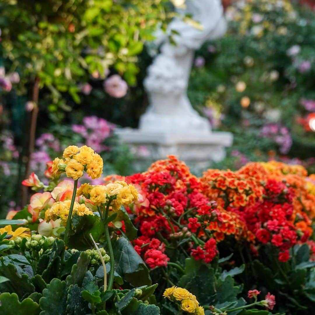 リー・シェンロンさんのインスタグラム写真 - (リー・シェンロンInstagram)「No better time to stop and smell the roses (literally!) than at @gardensbythebay’s Rose Romance floral showcase. I stopped by to see the beautiful blooms while on leave a fortnight ago.  The roses will be on display until 14 July, so there’s still time to head over before the school holidays end – or even after, if you prefer. 🌹 – LHL (Photos by me)」6月24日 11時05分 - leehsienloong