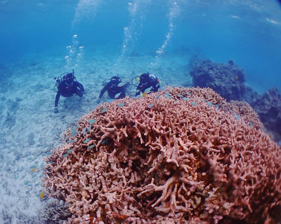 植田せりなさんのインスタグラム写真 - (植田せりなInstagram)「. 人生初のダイビング🐠 この日は、海がすっごく透き通ってたらしく、綺麗にお魚や珊瑚礁が見れました🥺🏝 . . #幻の島  #幻の島ツアー  #小浜島ツアーズ  #沖縄 #石垣島 #小浜島 #はいむるぶし  #沖縄旅行  #海コーデ #女子旅 #ダイビング #ダイビング女子 #せりな旅  #resort#sea#japan#okinawa#trip#fashion#fashionista#kohamajima#hairmake#selfie#japanesegirl#makeup#使#模型#度假村#메이크업#패션」6月24日 22時04分 - serina_ueda