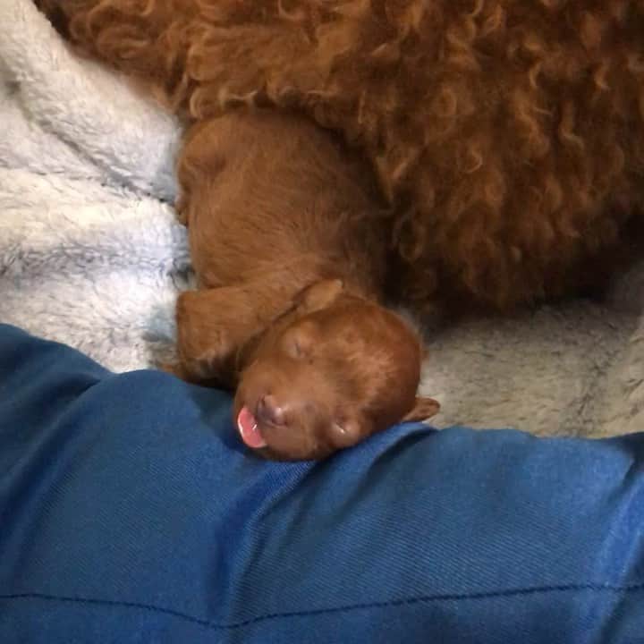 ももちゃん & まろんたんのインスタグラム：「夢の中でもおっぱい飲んでる〜😍😍😍❤️ ・ ・ #dog #dogs #dogstagram #poodle #poodles #poodlelove #poodleclub #toypoodle #toypoodles #toypoodlelove #toypoodleclub #east_dog_japan #all_dog_japan #ig_poodle #poodlesofficial #ふわふわ #ふわもこ部 #トイプードル #トイプードル部 #トイプードル大好き #トイプードル多頭飼い #まろんたん #ティーカッププードル #わんこなしでは生きていけません会 #pecoいぬ部 #joker六本木ヒルズ店 #トリミング #puppystagram #toypoodleofficial #puppy」