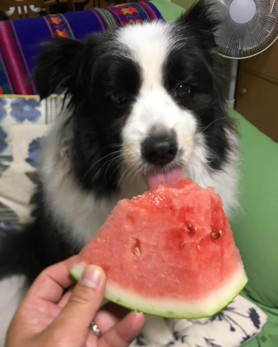 犬バカ部宣伝部長さんのインスタグラム写真 - (犬バカ部宣伝部長Instagram)「実家にて🐼👅🍉﻿ あ。こんなサイズ食べてませんよ🤣﻿ 撮影用の僕の🍉です🤪﻿ ちっちゃく切ってあげました🍉﻿ 糖度14度🤤﻿ 美味しいよね🐼👅﻿ ﻿ #犬バカ部﻿ #bordercollie﻿ #ボーダーコリー ﻿ #スイカの季節」6月24日 20時40分 - umetaturou