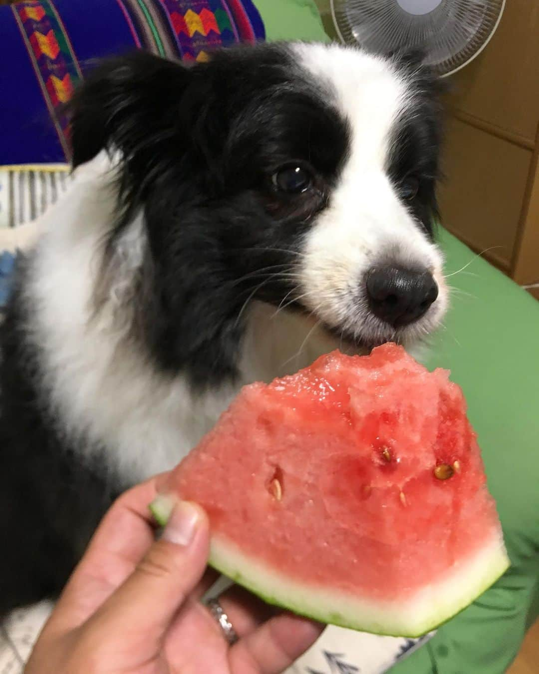 犬バカ部宣伝部長のインスタグラム