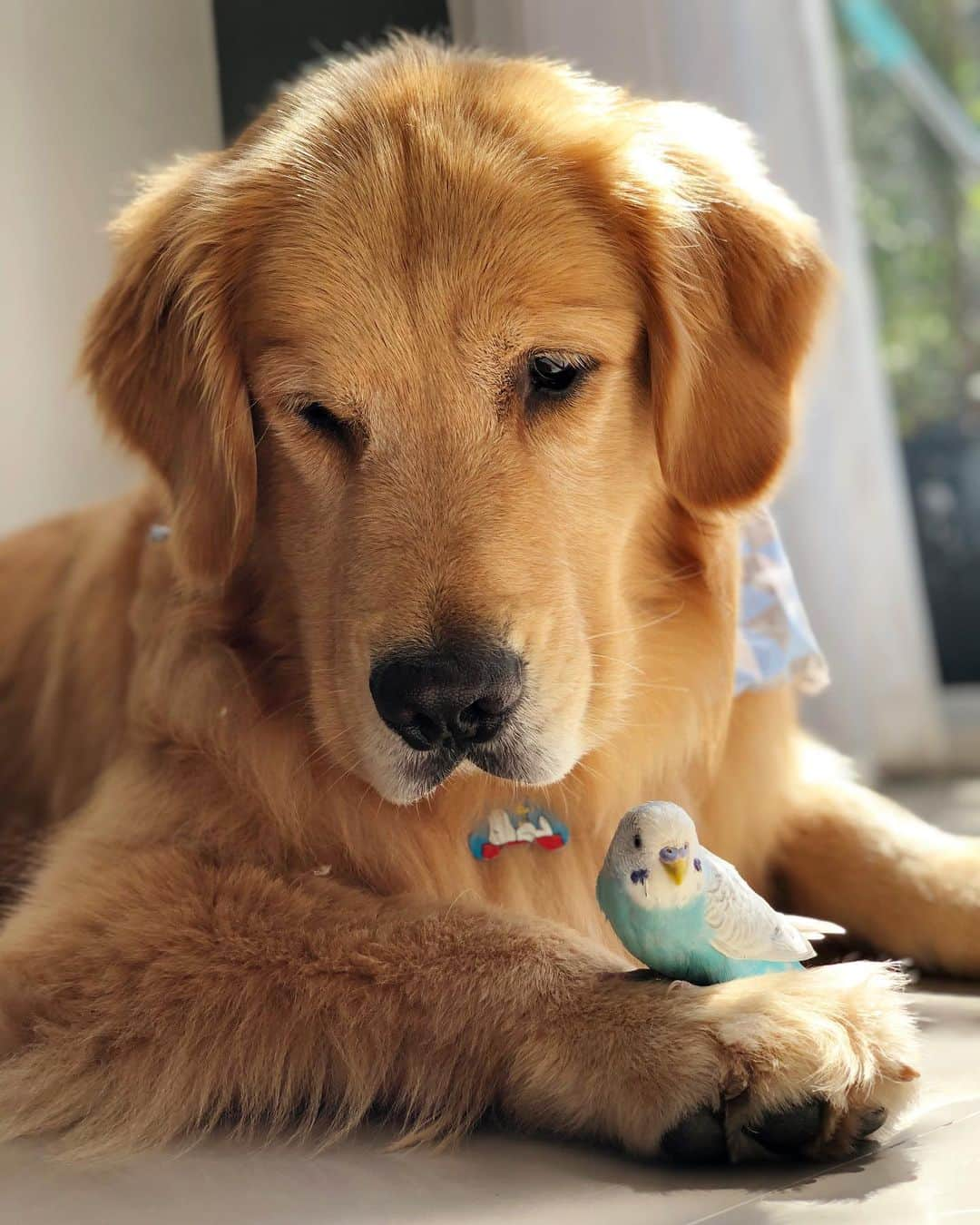 Bobさんのインスタグラム写真 - (BobInstagram)「O que será que o gordinho Marley aprontou que fez papito parar em Londrina?!? 🤦🏻‍♂️🤔 #sóvem #goldenretrieversofinstagram #goldenretriever #mondaymood #dogs #dogsofinstagram #pets #petstagram #londrina #parana」6月24日 20時53分 - bob_marley_goldenretriever