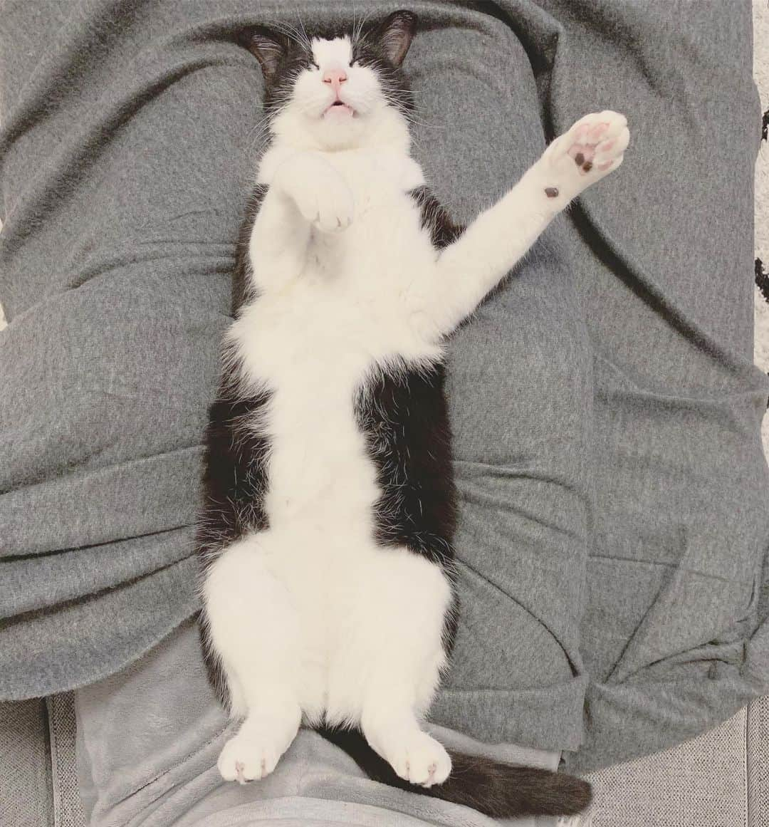 korokoronyaさんのインスタグラム写真 - (korokoronyaInstagram)「✣*∗ 24 Jun, 2019  Past pic. 😴😴😴 * ママにハマって #すぴぷぅ 😴😴😴 我が家の甘えん坊ちゃん。 * ちびマメ 今日からやっと学校行きましたよ…😭 木金休んで休日挟んじゃったもんだから 今朝行きたくない病を発症してた😩 ( #気持ちはわかる が😑) 周りには ちびマメ＝胃腸炎 の イメージが完全につきました😅😭 やはりR-1毎日摂取かね…？ * #goma_koronya」6月24日 20時48分 - korokoronya