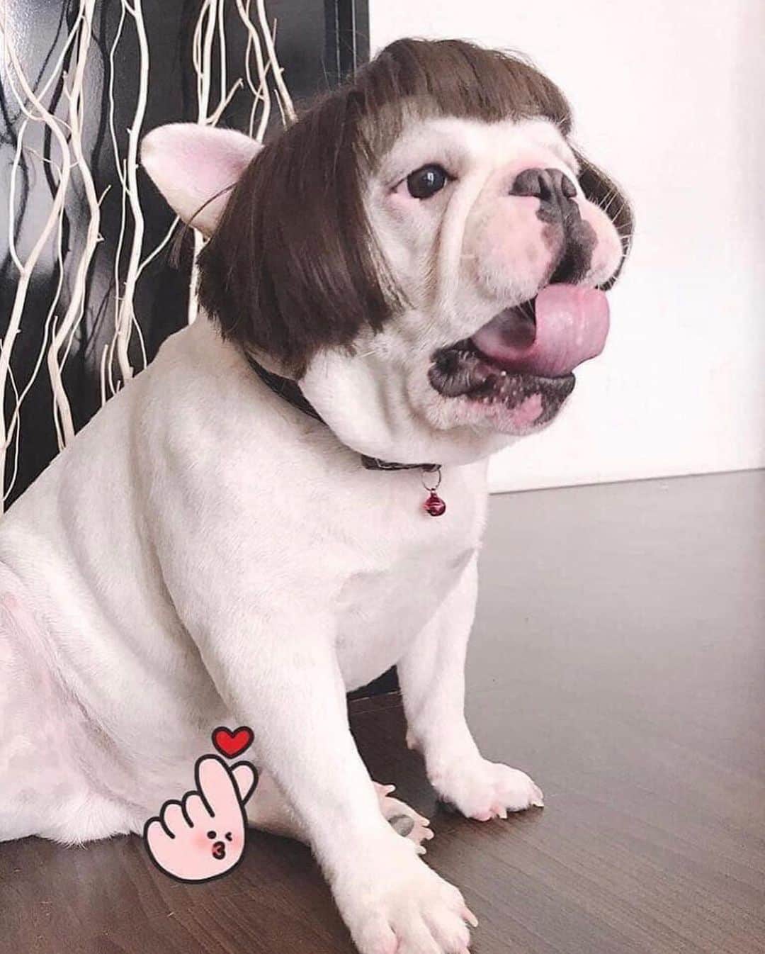 Regeneratti&Oliveira Kennelさんのインスタグラム写真 - (Regeneratti&Oliveira KennelInstagram)「When your mom still cuts your hair 🤣🤣🤣 . Photo cr: Guanzhong Chen . . . . . #frenchie #frenchieoftheday #französischebulldogge#franskbulldog #frenchbull #fransebulldog #frenchbulldog#frenchiepuppy #dog #dogsofinstagram #petstagram#puppy #puppylove #bully #bulldog #bullyinstafeature#bulldogfrances #フレンチブルドッグ #フレンチブルドッグ #フレブル #frenchyfanatics #frenchiesgram#frenchbulldogsofinstagram #frenchiesoverload#ilovemyfrenchie #batpig #buhi #buhigram #buhistagram」6月24日 20時48分 - jmarcoz