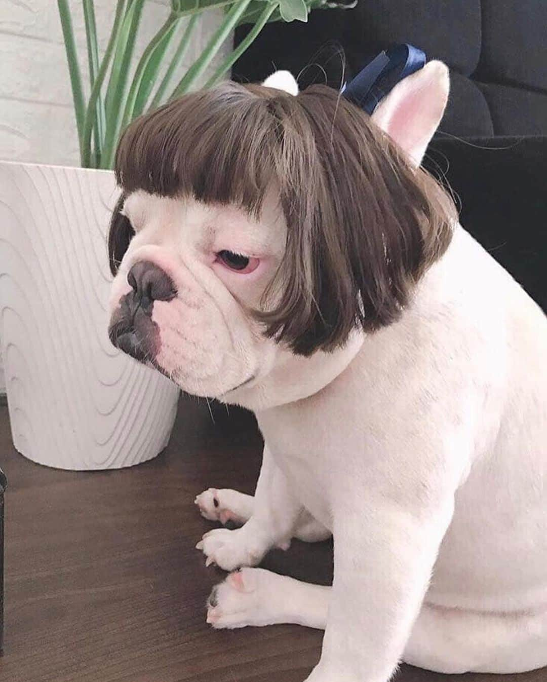 Regeneratti&Oliveira Kennelさんのインスタグラム写真 - (Regeneratti&Oliveira KennelInstagram)「When your mom still cuts your hair 🤣🤣🤣 . Photo cr: Guanzhong Chen . . . . . #frenchie #frenchieoftheday #französischebulldogge#franskbulldog #frenchbull #fransebulldog #frenchbulldog#frenchiepuppy #dog #dogsofinstagram #petstagram#puppy #puppylove #bully #bulldog #bullyinstafeature#bulldogfrances #フレンチブルドッグ #フレンチブルドッグ #フレブル #frenchyfanatics #frenchiesgram#frenchbulldogsofinstagram #frenchiesoverload#ilovemyfrenchie #batpig #buhi #buhigram #buhistagram」6月24日 20時48分 - jmarcoz