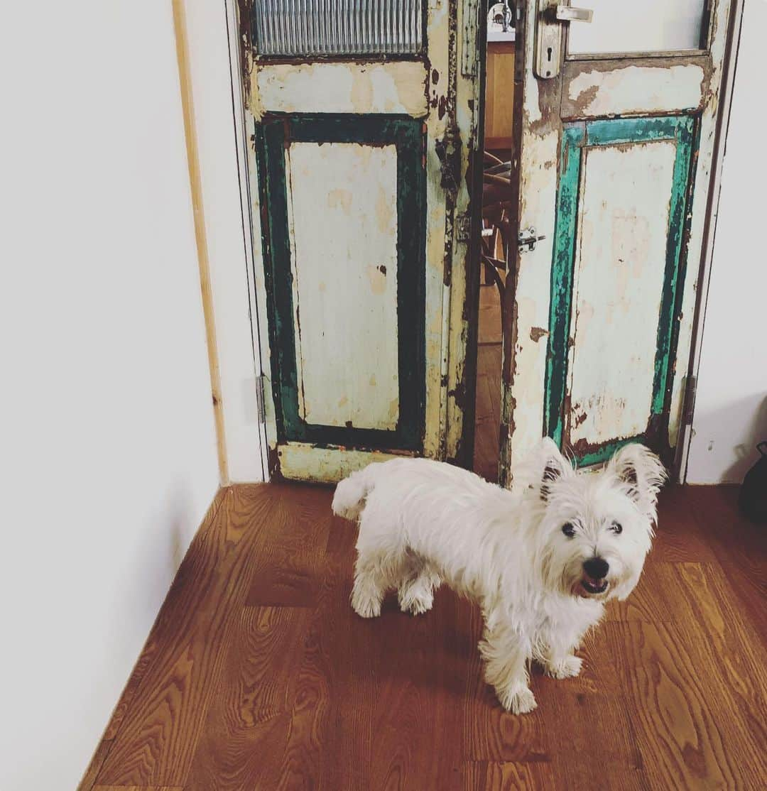 ユン・ジンソさんのインスタグラム写真 - (ユン・ジンソInstagram)「#뭉치 #westie . . . Isn’t she lovely? 😁😍❤️」6月24日 20時51分 - augustjin