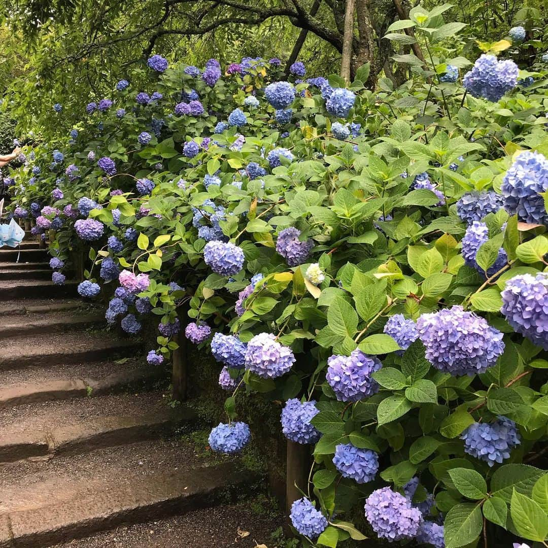 久保りささんのインスタグラム写真 - (久保りさInstagram)「#japan #kamakura #hydrangea  お地蔵さんが紫陽花仕様で、青色の前掛け？をしていて、すごい可愛かった💙  梅雨の期間中って、雨でもいかに日々の中に楽しみを見つけたり、用意して、明るい気持ちで居られるかってすごく大事だと思うんだけど、なかなか難しい。  今日私は、イギリスのブラックティーといえばのPGと美味しい牛乳でミルクティーを作って、一息幸せな気持ちになりました。  #月曜日 #がばしょ #紫陽花 #鎌倉 #明月院 #temple #shrine #rain #meigetsuin」6月24日 20時52分 - lissa_kubo