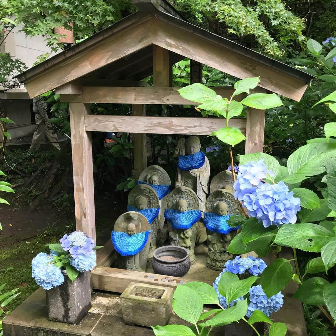 久保りささんのインスタグラム写真 - (久保りさInstagram)「#japan #kamakura #hydrangea  お地蔵さんが紫陽花仕様で、青色の前掛け？をしていて、すごい可愛かった💙  梅雨の期間中って、雨でもいかに日々の中に楽しみを見つけたり、用意して、明るい気持ちで居られるかってすごく大事だと思うんだけど、なかなか難しい。  今日私は、イギリスのブラックティーといえばのPGと美味しい牛乳でミルクティーを作って、一息幸せな気持ちになりました。  #月曜日 #がばしょ #紫陽花 #鎌倉 #明月院 #temple #shrine #rain #meigetsuin」6月24日 20時52分 - lissa_kubo