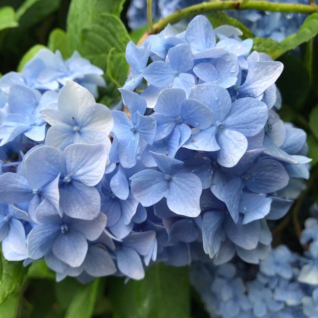 久保りささんのインスタグラム写真 - (久保りさInstagram)「#japan #kamakura #hydrangea  お地蔵さんが紫陽花仕様で、青色の前掛け？をしていて、すごい可愛かった💙  梅雨の期間中って、雨でもいかに日々の中に楽しみを見つけたり、用意して、明るい気持ちで居られるかってすごく大事だと思うんだけど、なかなか難しい。  今日私は、イギリスのブラックティーといえばのPGと美味しい牛乳でミルクティーを作って、一息幸せな気持ちになりました。  #月曜日 #がばしょ #紫陽花 #鎌倉 #明月院 #temple #shrine #rain #meigetsuin」6月24日 20時52分 - lissa_kubo