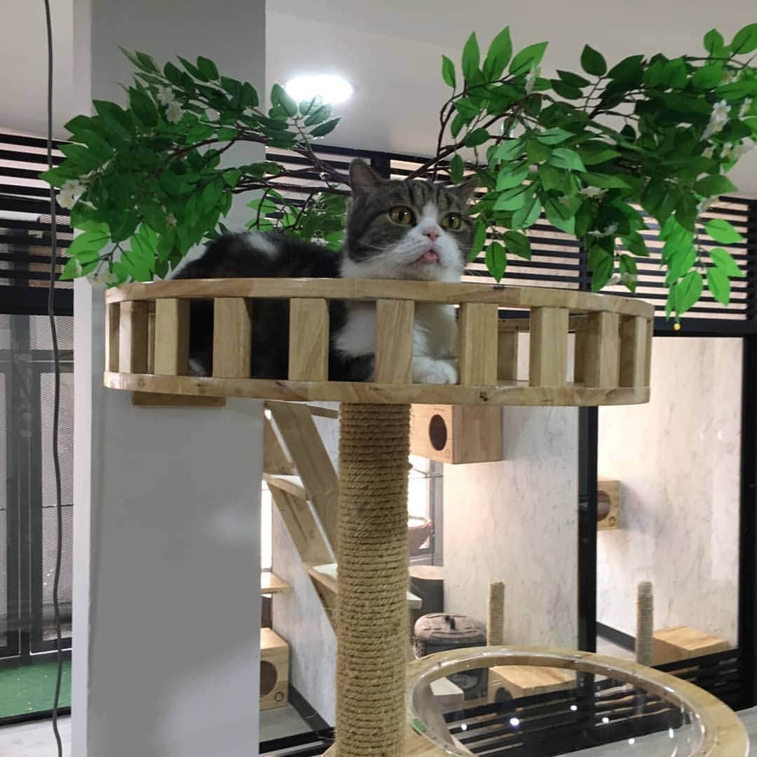 のインスタグラム：「ติดดอยฮะ  #cheetahteamonlyyui  #scottishfold #catsofinstagram」